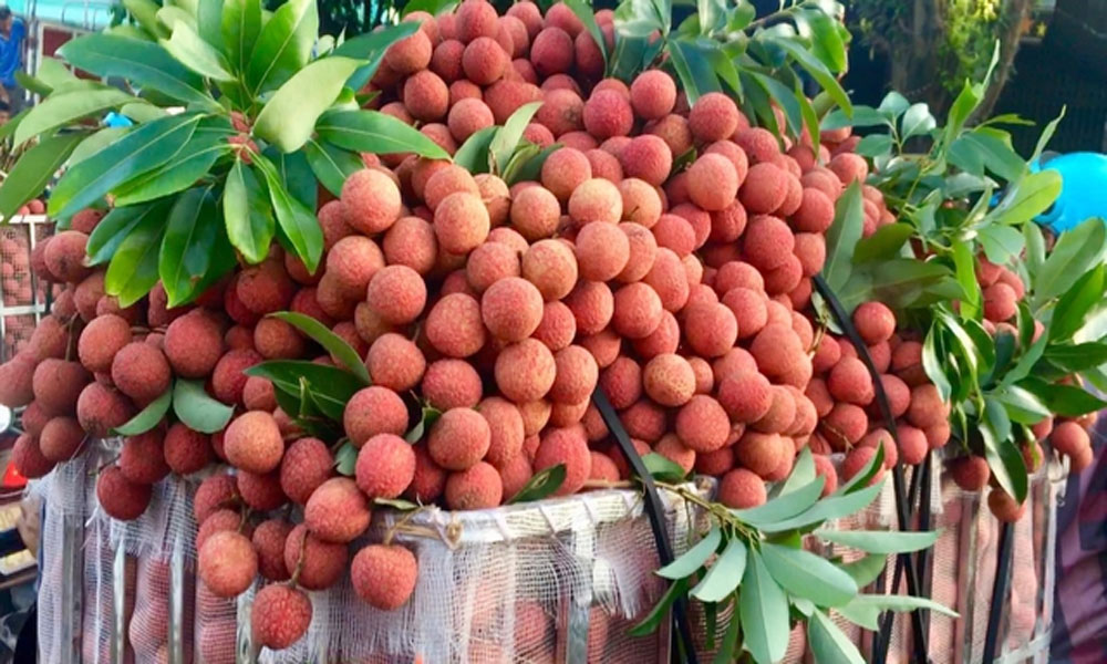 Bac Giang: Early-ripening lychee season enjoys favourable sales